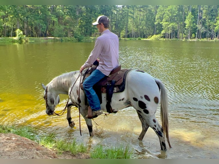 Appaloosa Gelding 12 years 14,2 hh in Hartsville