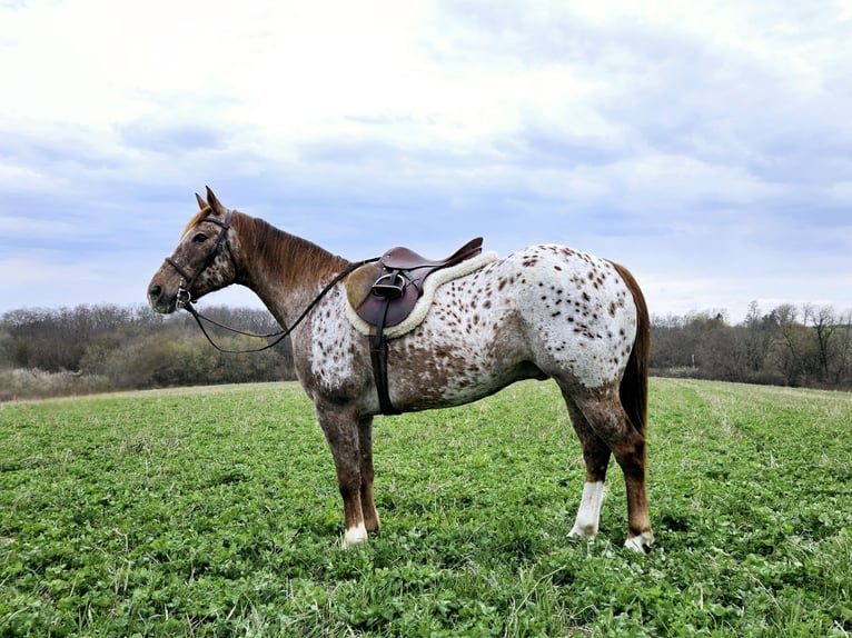 Appaloosa Gelding 12 years 14,2 hh Sorrel in Bedford