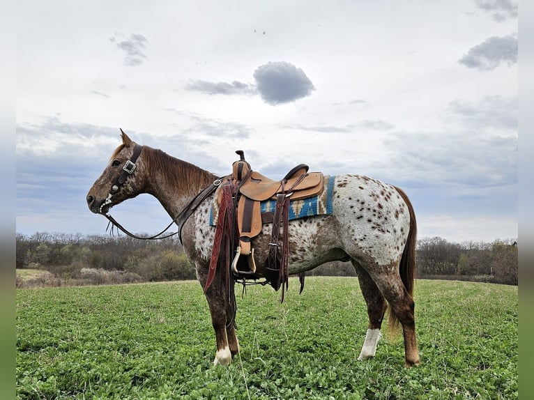 Appaloosa Gelding 12 years 14,2 hh Sorrel in Bedford