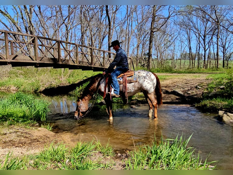 Appaloosa Gelding 12 years 14,2 hh Sorrel in Bedford