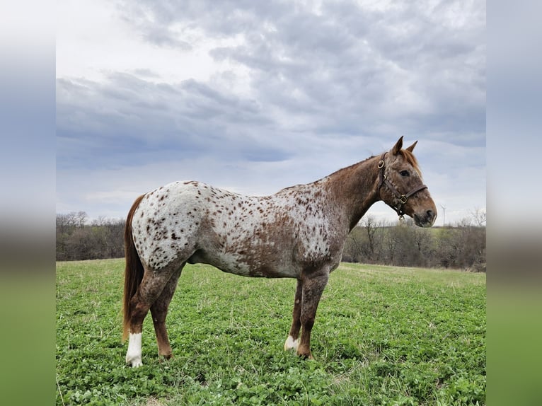 Appaloosa Gelding 12 years 14,2 hh Sorrel in Bedford