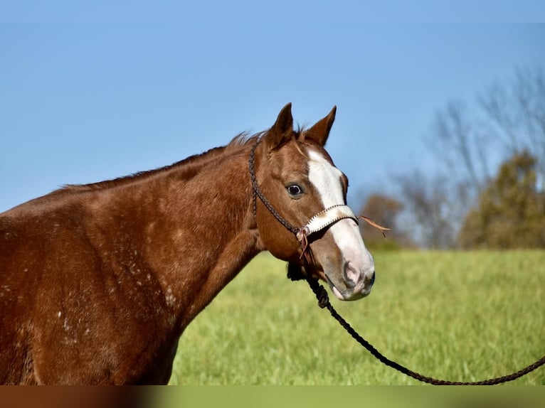 Appaloosa Gelding 12 years 14,3 hh Sorrel in Crab Orchard, KY