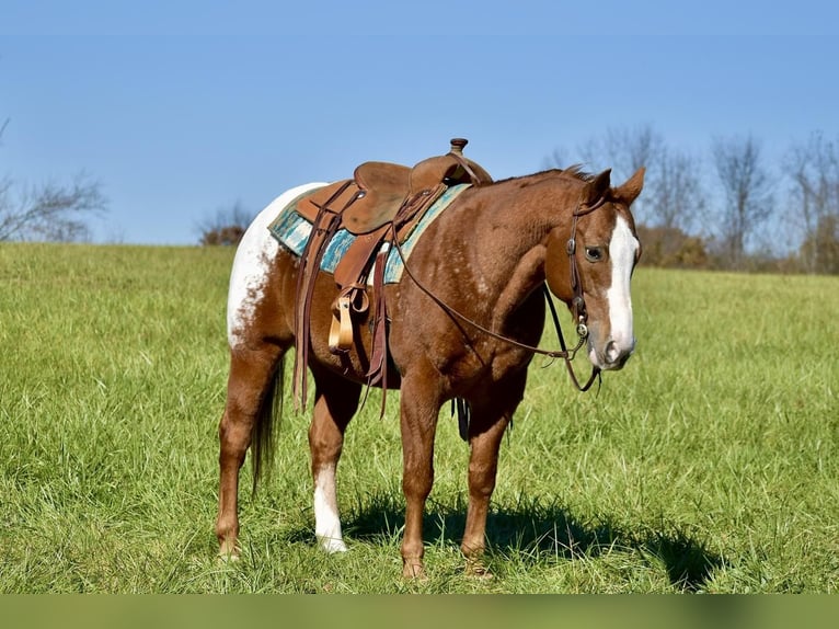 Appaloosa Gelding 12 years 14,3 hh Sorrel in Crab Orchard, KY