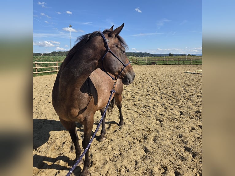 Appaloosa Mix Gelding 12 years 15.1 hh Brown in Helpfau