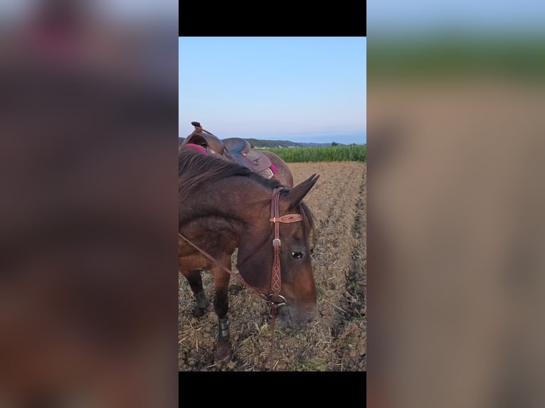 Appaloosa Mix Gelding 12 years 15.1 hh Brown in Helpfau