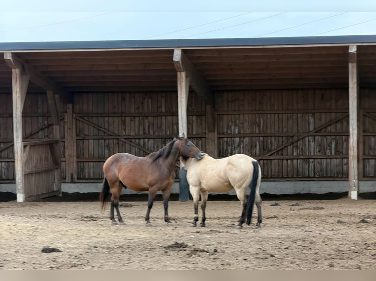 Appaloosa Mix Gelding 12 years 15.1 hh Brown in Helpfau