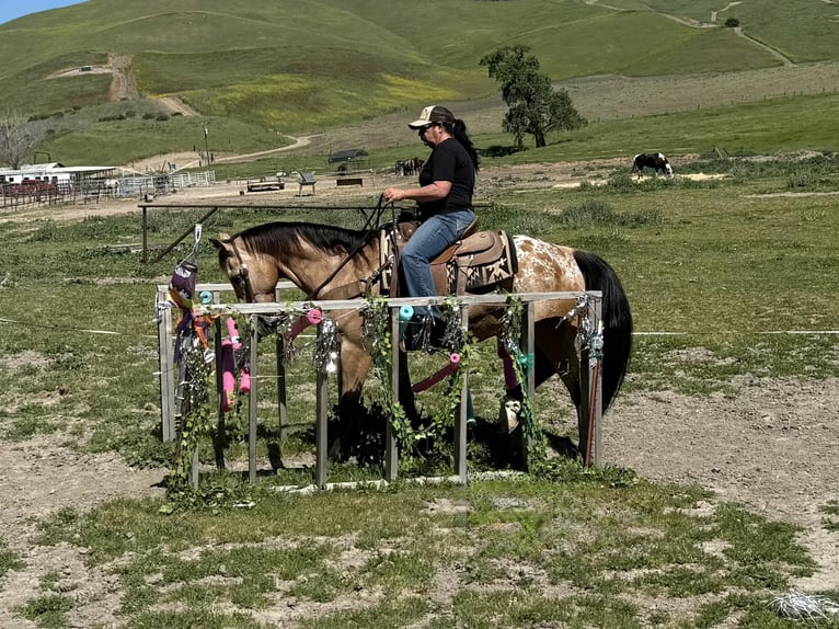 Appaloosa Gelding 12 years 15.1 hh Buckskin in Tres Pinos