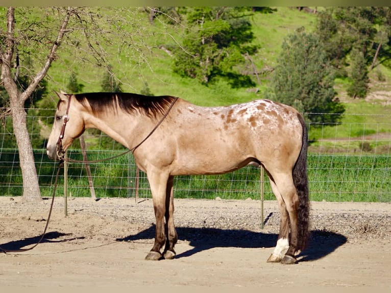 Appaloosa Gelding 12 years 15.1 hh Buckskin in Tres Pinos