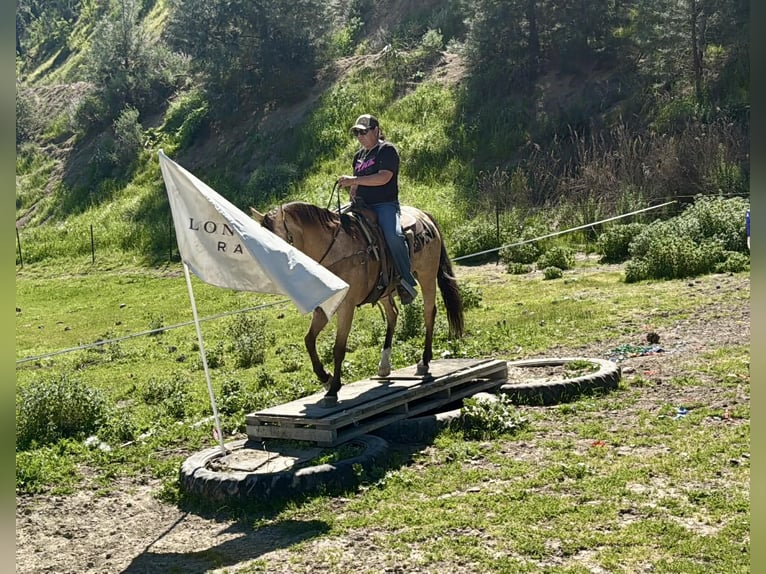 Appaloosa Gelding 12 years 15.1 hh Buckskin in Tres Pinos