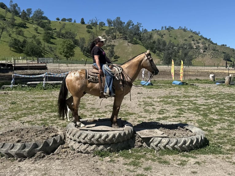 Appaloosa Gelding 12 years 15.1 hh Buckskin in Tres Pinos