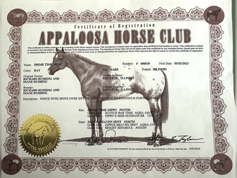 Appaloosa Gelding 12 years 15,1 hh Chestnut in Borden IN