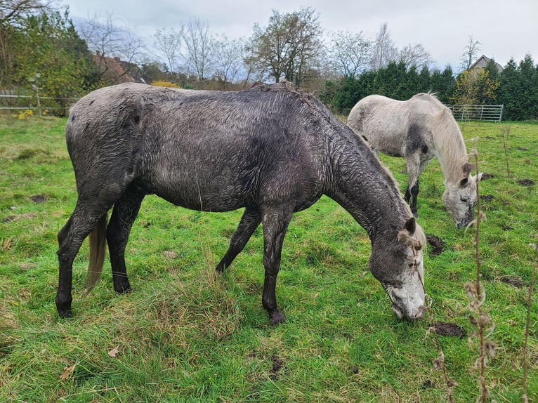 Appaloosa Gelding 12 years 15,2 hh Leopard-Piebald in Neuenkirchen-Vörden