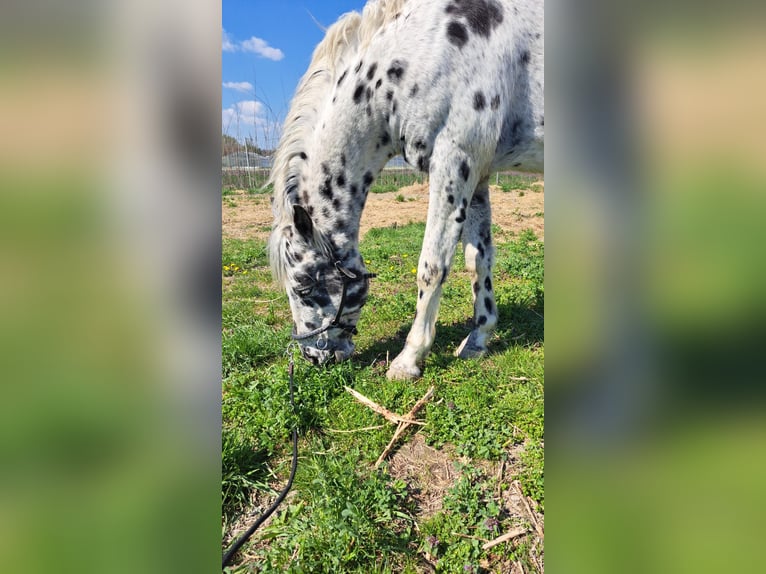 Appaloosa Gelding 12 years 15 hh Leopard-Piebald in Wien, Simmering