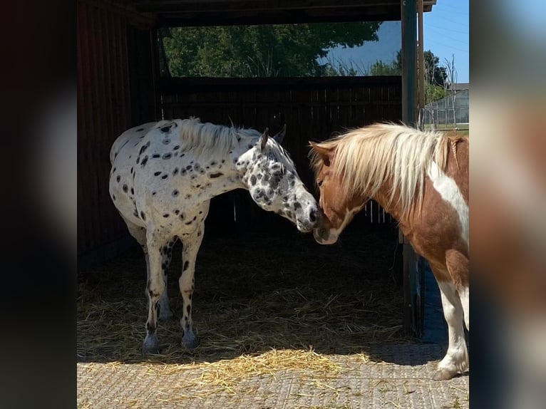 Appaloosa Gelding 12 years 15 hh Leopard-Piebald in Wien, Simmering