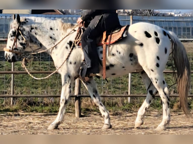Appaloosa Gelding 12 years 15 hh Leopard-Piebald in Wien, Simmering