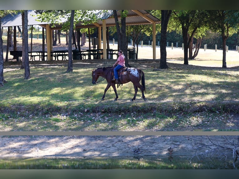 Appaloosa Gelding 12 years 15 hh  in Terrell