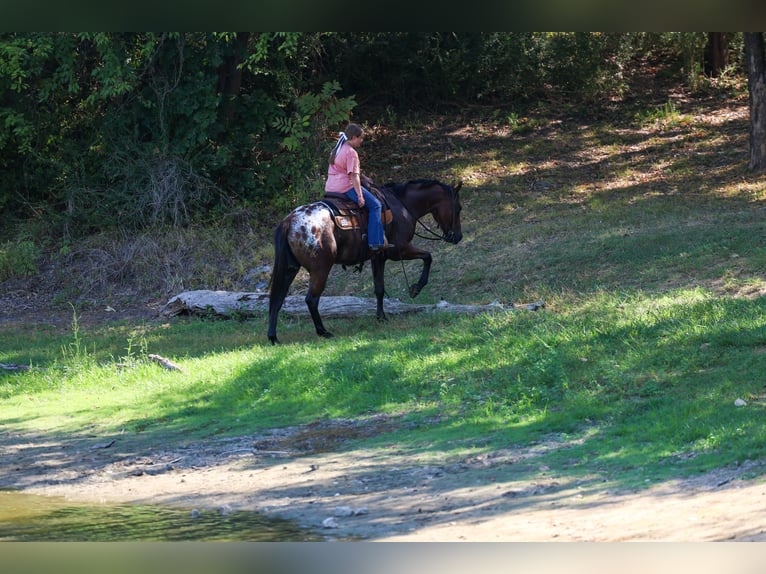 Appaloosa Gelding 12 years 15 hh  in Terrell