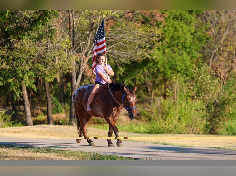 Appaloosa Gelding 12 years 15 hh  in Terrell