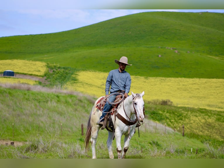 Appaloosa Gelding 12 years 15 hh Roan-Red in Paicines CA
