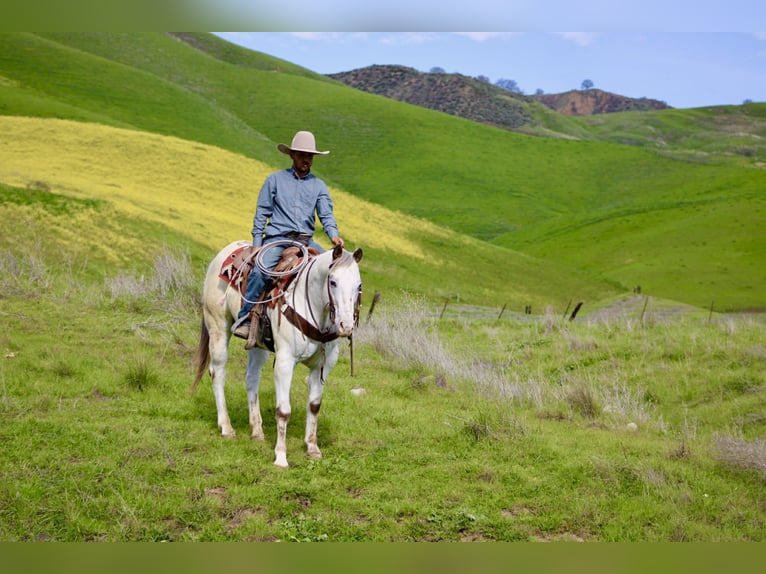 Appaloosa Gelding 12 years 15 hh Roan-Red in Paicines CA