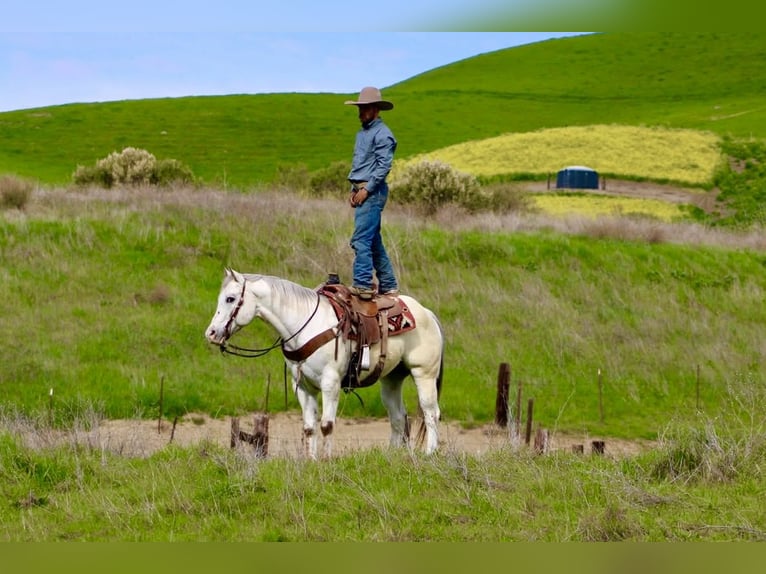Appaloosa Gelding 12 years 15 hh Roan-Red in Paicines CA