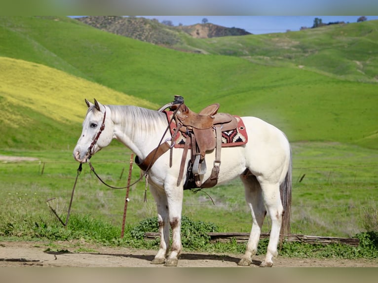 Appaloosa Gelding 12 years 15 hh Roan-Red in Paicines CA