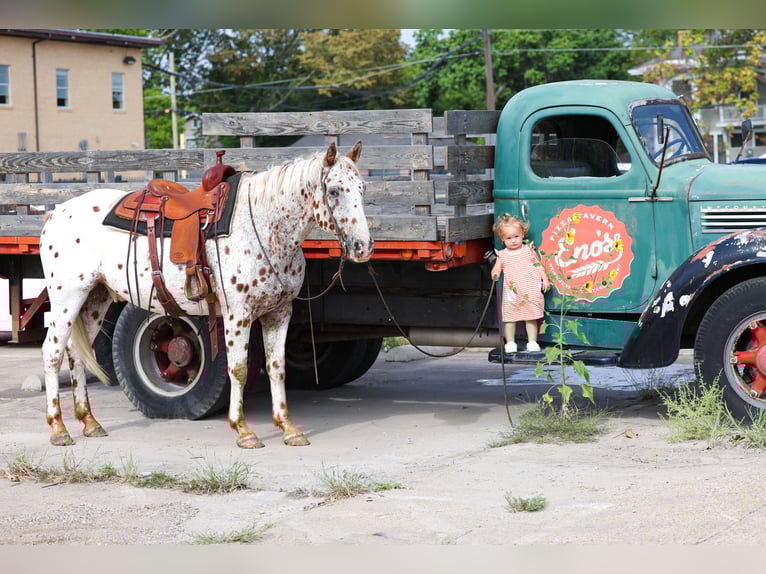 Appaloosa Gelding 12 years 15 hh in Forney, TX