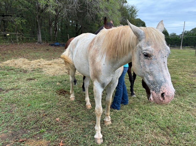 Appaloosa Gelding 12 years 15 hh White in Mocksville