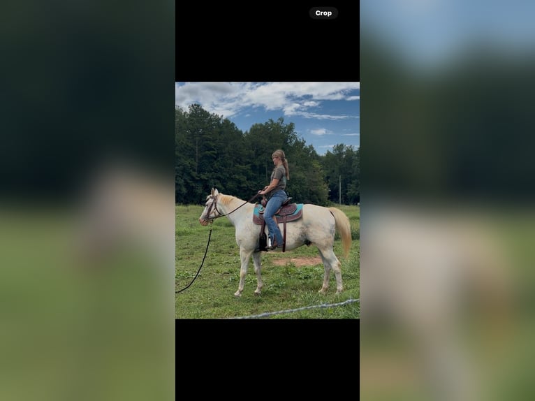 Appaloosa Gelding 12 years 15 hh White in Mocksville