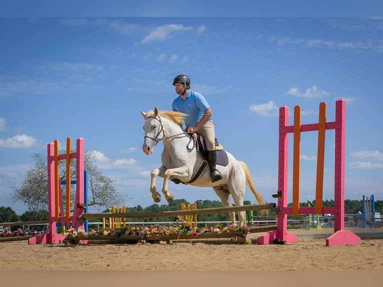 Appaloosa Gelding 12 years 15 hh White in Mocksville