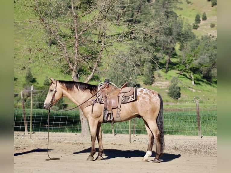 Appaloosa Gelding 12 years 15,1 hh Buckskin in Tres Pinos
