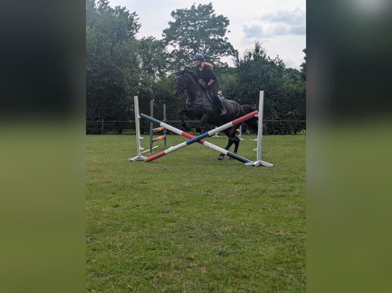 Appaloosa Gelding 12 years 15,2 hh Bay-Dark in Moormerland