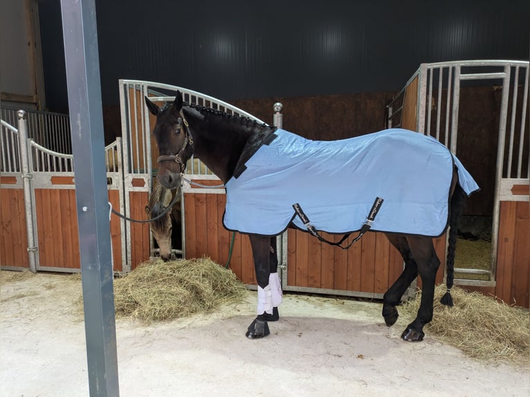 Appaloosa Gelding 12 years 15,2 hh Bay-Dark in Moormerland