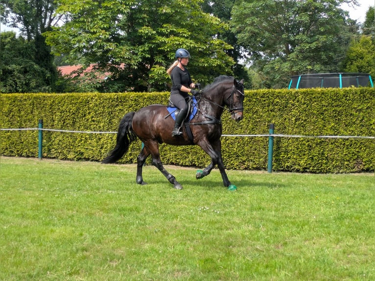 Appaloosa Gelding 12 years 15,2 hh Bay-Dark in Moormerland