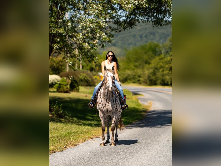 Appaloosa Gelding 12 years 15,3 hh Chestnut in Grantville