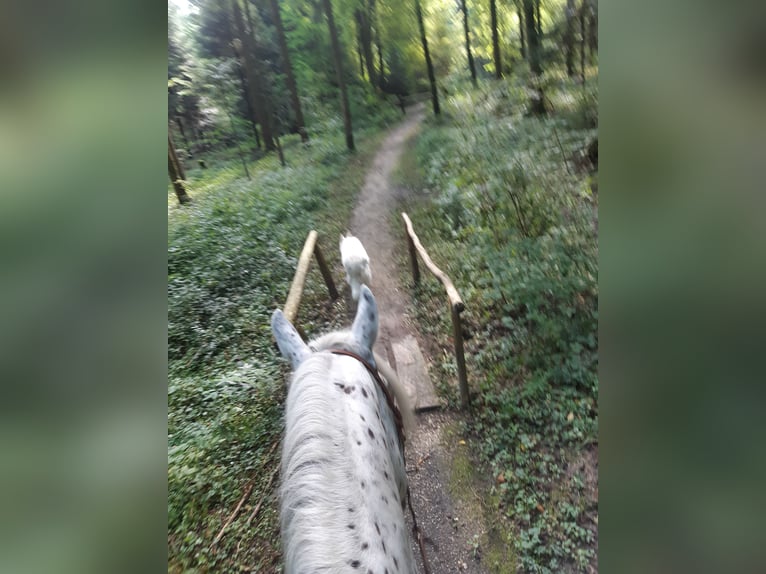 Appaloosa Gelding 12 years 16 hh in Affoltern im Emmental