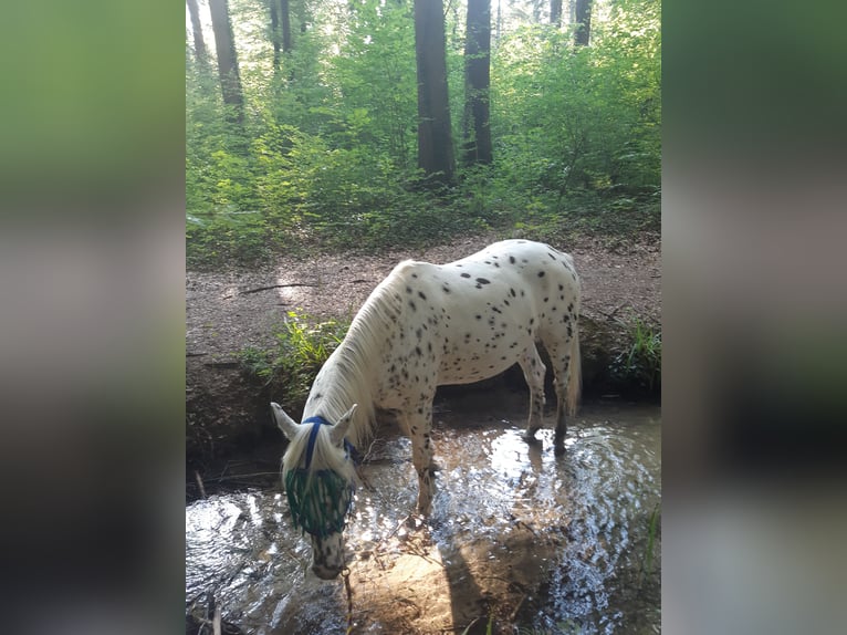 Appaloosa Gelding 12 years 16 hh in Affoltern im Emmental