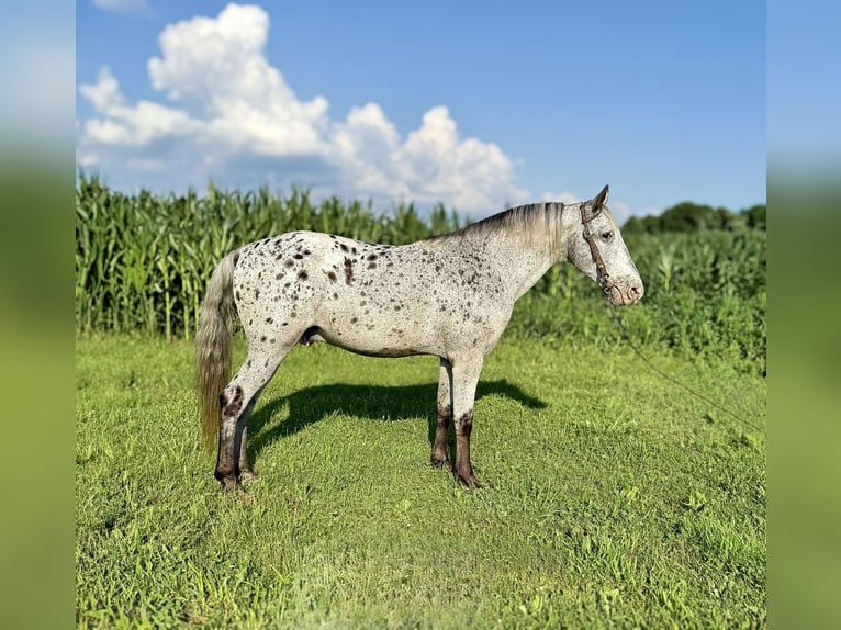 Appaloosa Gelding 12 years Grey in Moscow OH