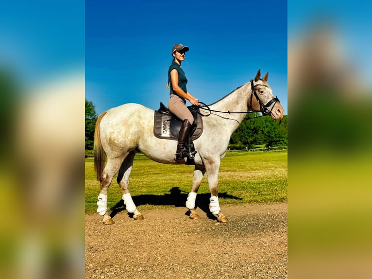 Appaloosa Gelding 12 years Roan-Red in Texarkana TX