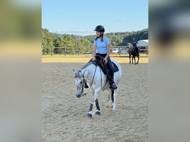 Appaloosa Mix Gelding 13 years 12,2 hh Brown Falb mold in Ottendorf