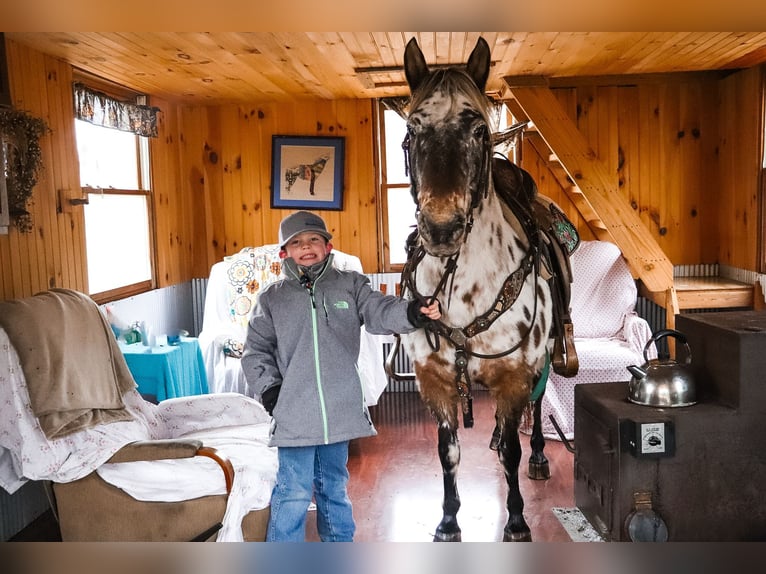 Appaloosa Gelding 13 years 13 hh Bay in Flemingsburg KY