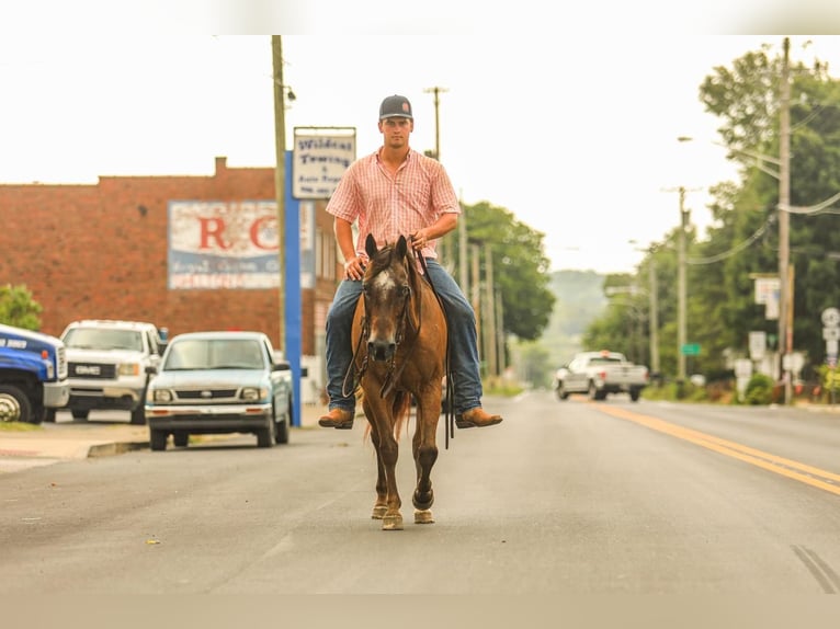 Appaloosa Gelding 13 years 14,3 hh in Somerset, KY