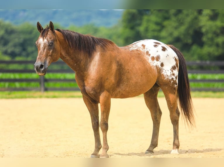 Appaloosa Gelding 13 years 14,3 hh in Somerset, KY