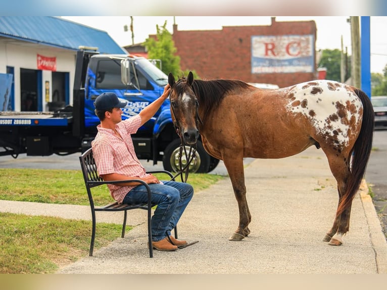 Appaloosa Gelding 13 years 14,3 hh in Somerset, KY