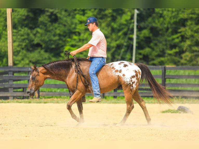 Appaloosa Gelding 13 years 14,3 hh in Somerset, KY