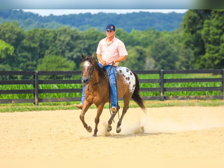 Appaloosa Gelding 13 years 14,3 hh in Somerset, KY