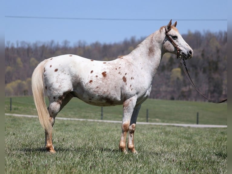 Appaloosa Gelding 13 years 14 hh Chestnut in Whitley City, KY