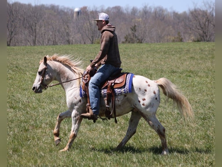Appaloosa Gelding 13 years 14 hh Chestnut in Whitley City, KY