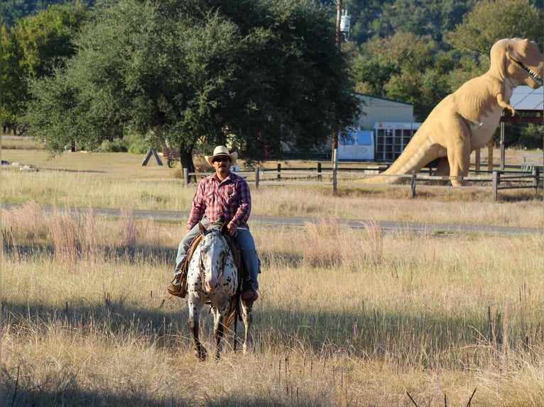 Appaloosa Gelding 13 years 14,1 hh Chestnut-Red in Stephenville TX