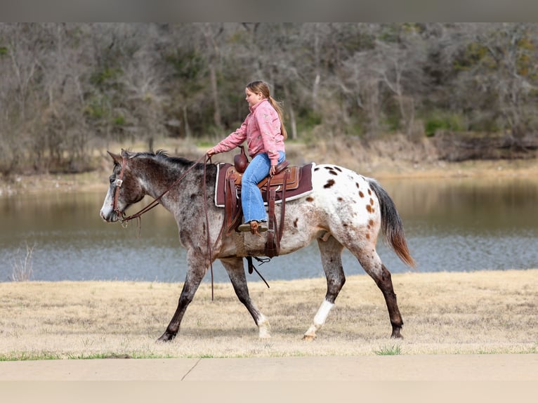 Appaloosa Gelding 13 years 15.1 hh Chestnut in Forney